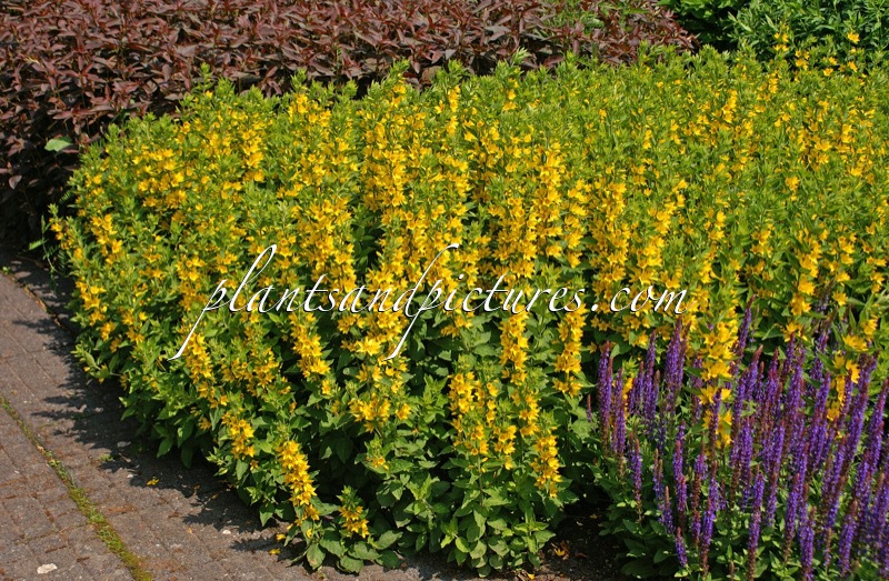 Lysimachia punctata