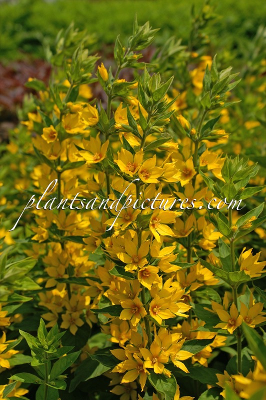 Lysimachia punctata