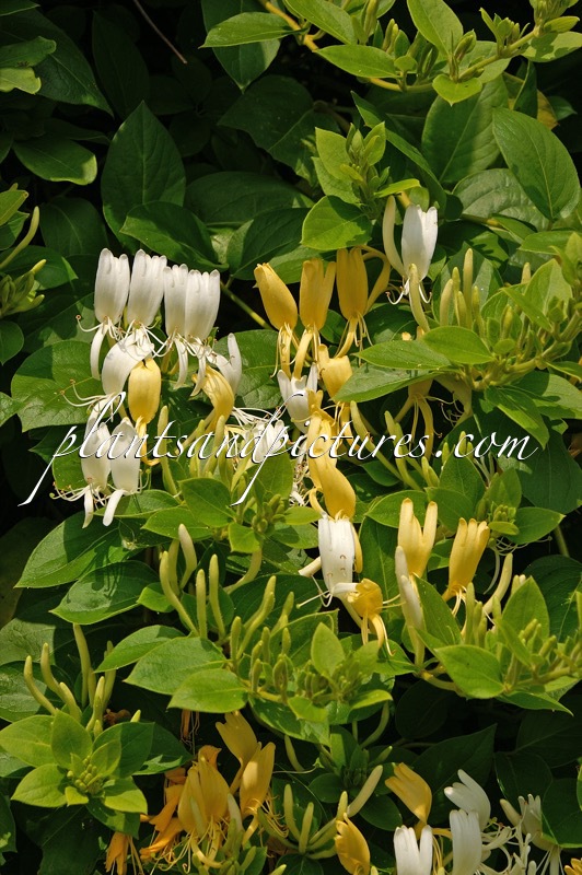 Lonicera japonica ‘Hall’s Prolific’
