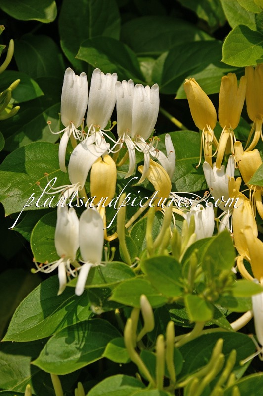 Lonicera japonica ‘Hall’s Prolific’