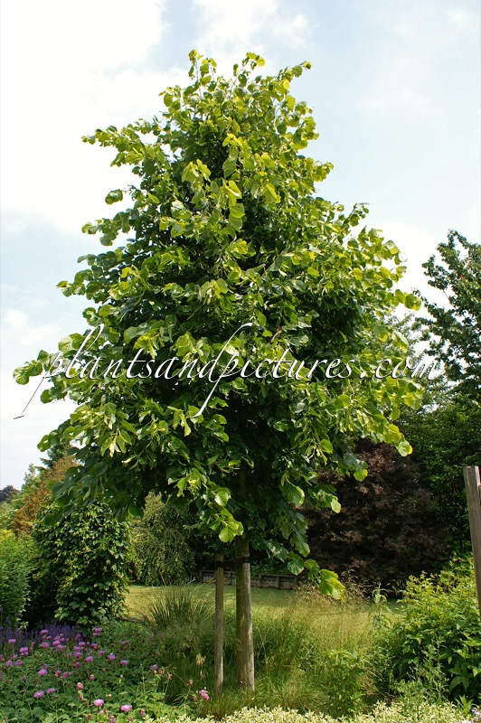 Tilia americana ‘Redmond’