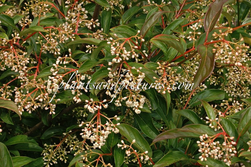 Viburnum hillieri ‘Winton’