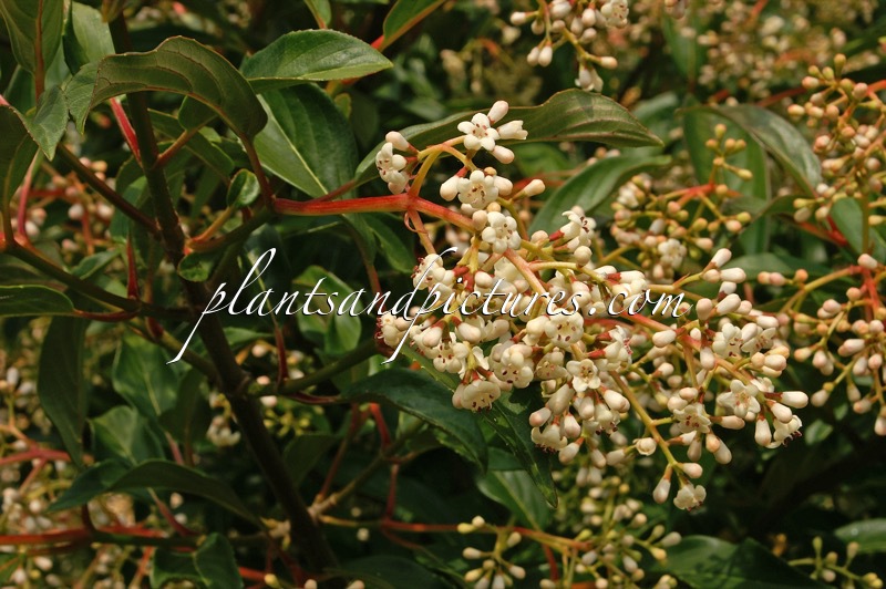 Viburnum hillieri ‘Winton’