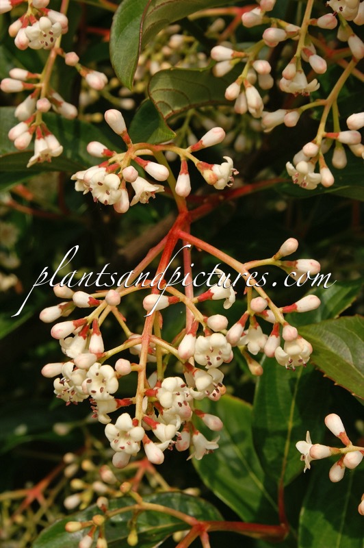 Viburnum hillieri ‘Winton’