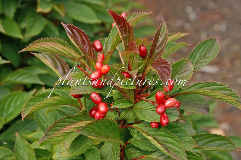 Viburnum farreri ‘Fioretta’