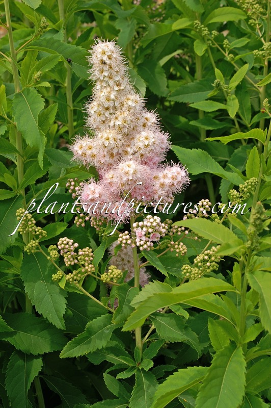 Spiraea salicifolia