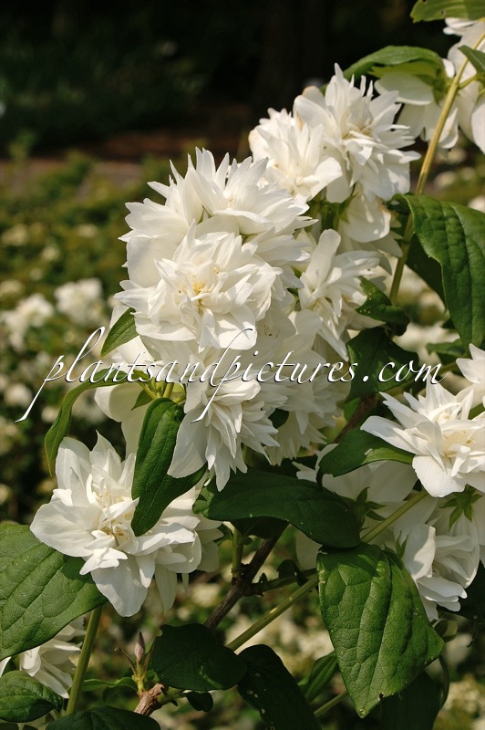 Philadelphus ‘Minnesota Snowflake’
