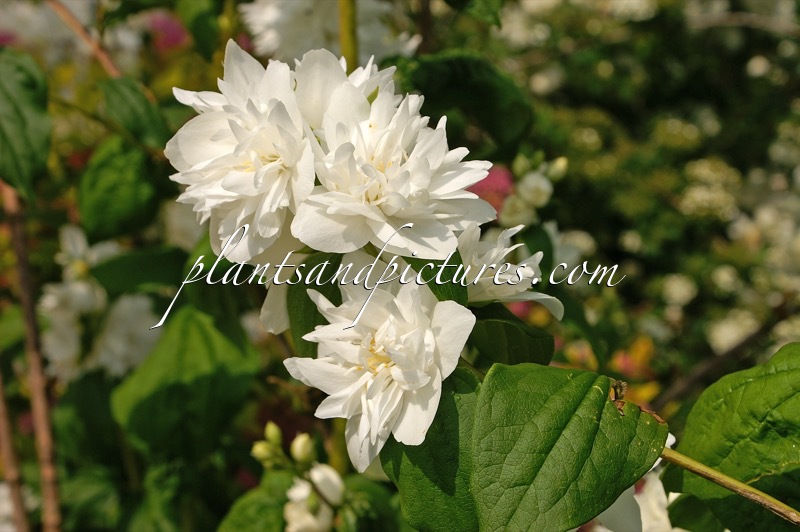 Philadelphus ‘Minnesota Snowflake’