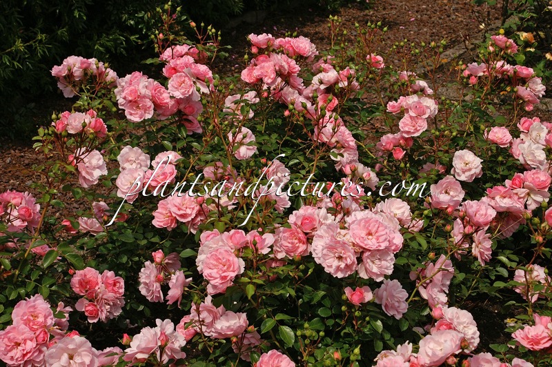 Rosa ‘Meidomonac’ (BONICA 82)