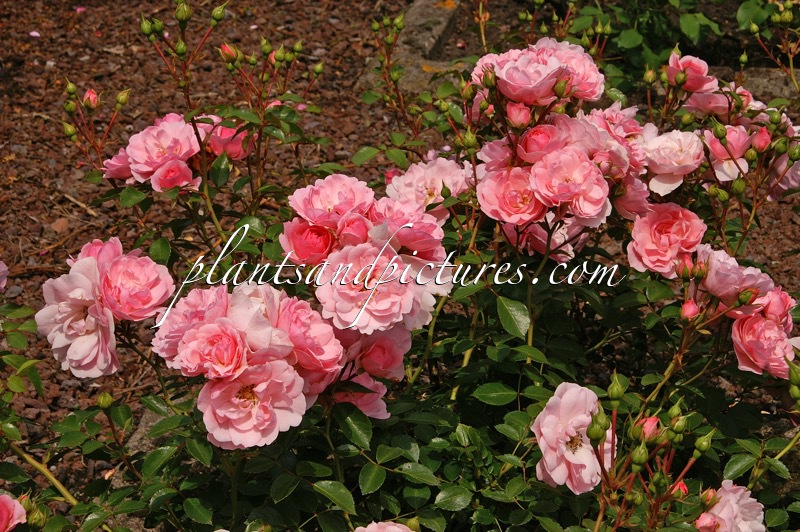 Rosa ‘Meidomonac’ (BONICA 82)