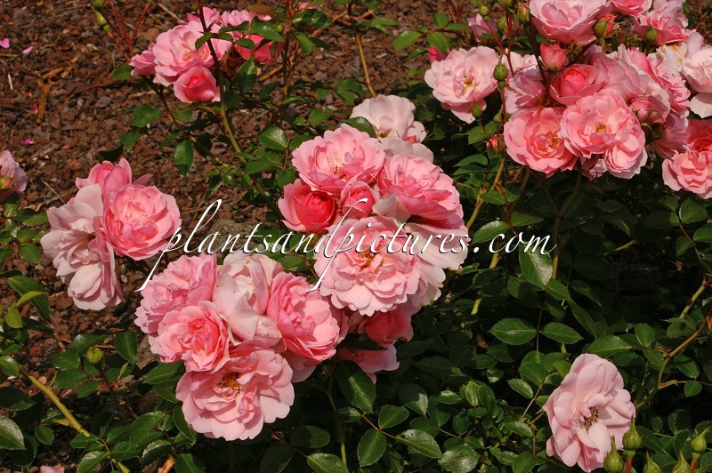 Rosa ‘Meidomonac’ (BONICA 82)