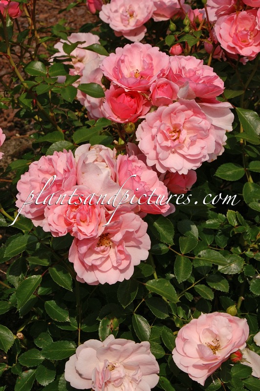 Rosa ‘Meidomonac’ (BONICA 82)