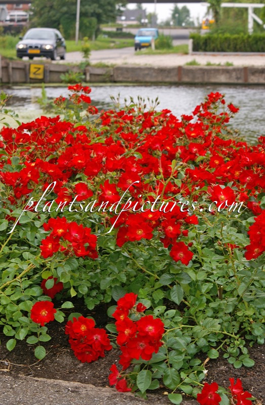 Rosa ‘Bokrapolo’ (RALLY)