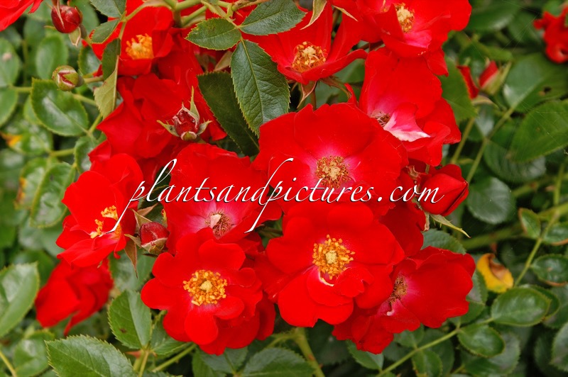 Rosa ‘Bokrapolo’ (RALLY)