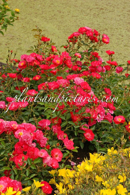 Rosa ‘Bokramatch’ (MATCHPOINT)