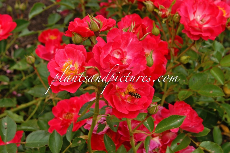 Rosa ‘Bokramatch’ (MATCHPOINT)