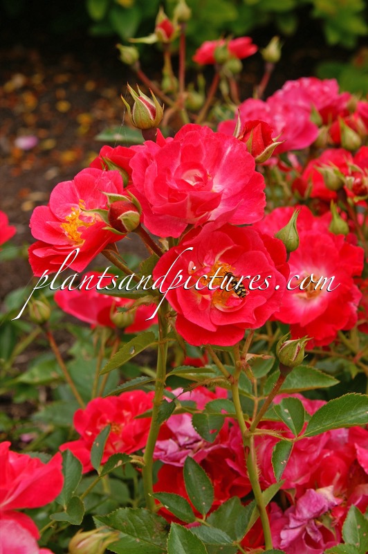 Rosa ‘Bokramatch’ (MATCHPOINT)