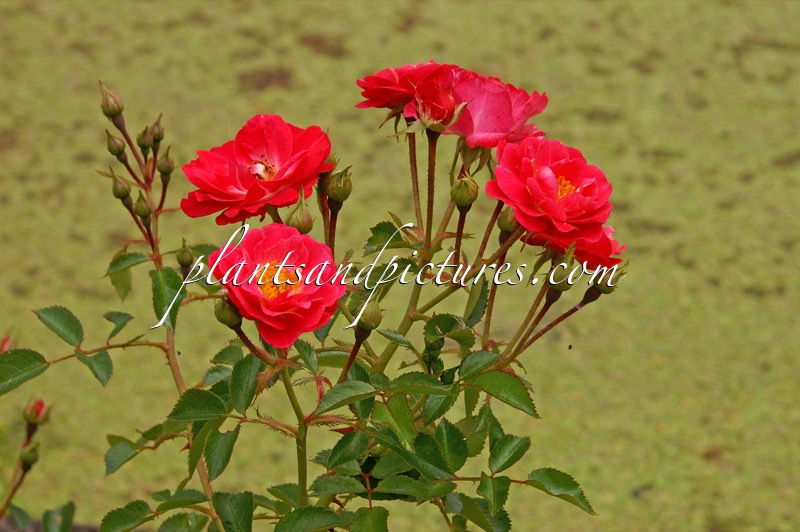 Rosa ‘Bokramatch’ (MATCHPOINT)