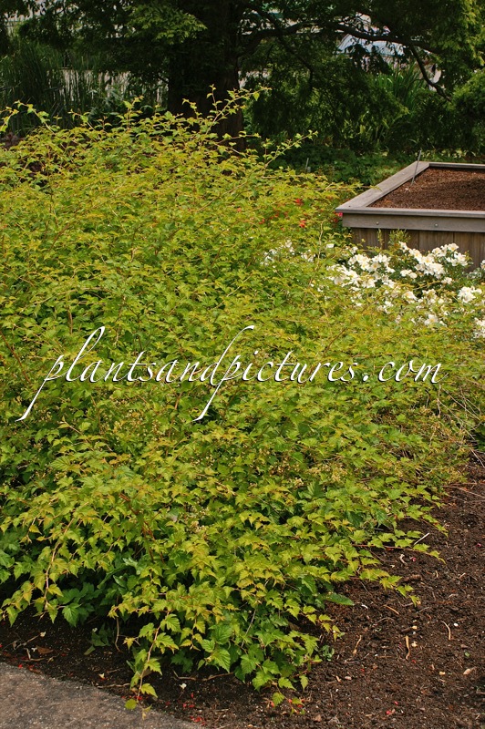 Stephanandra ‘Bokrabruijn’ (ORO VERDE)