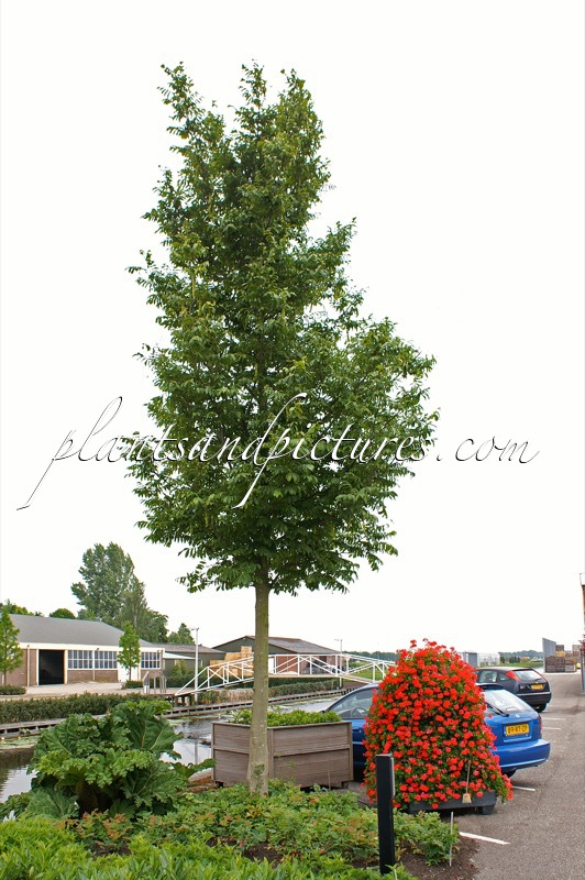 Pterocarya rhoifolia ‘Bokravention’ (KYOTO CONVENTION)