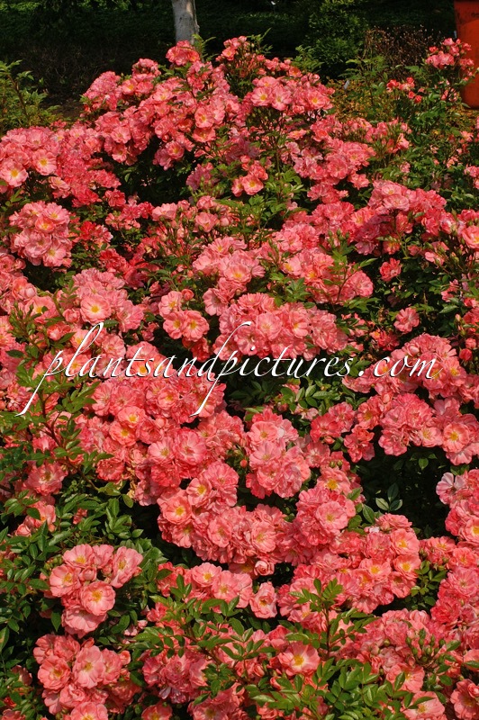 Rosa ‘Keitoli’ (FERDY)