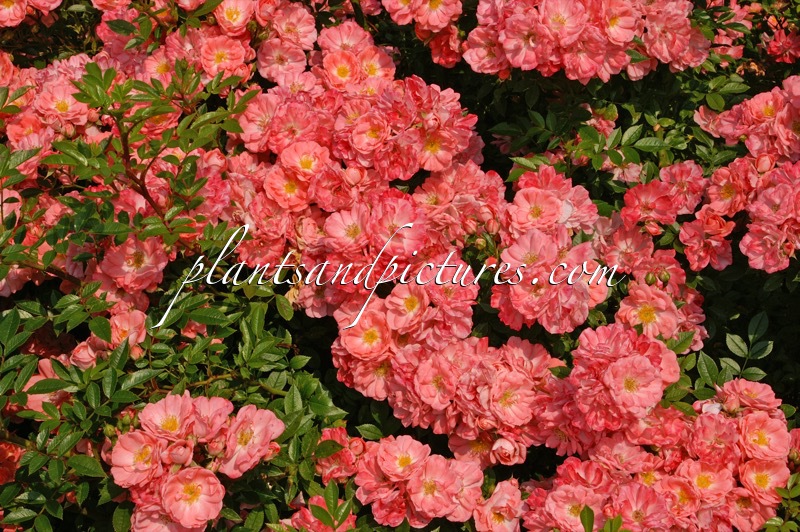 Rosa ‘Keitoli’ (FERDY)