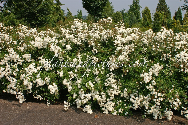Rosa ‘Meiflopan’ (ALBA MEIDILAND)
