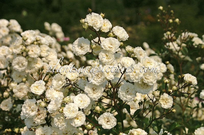 Rosa ‘Meiflopan’ (ALBA MEIDILAND)