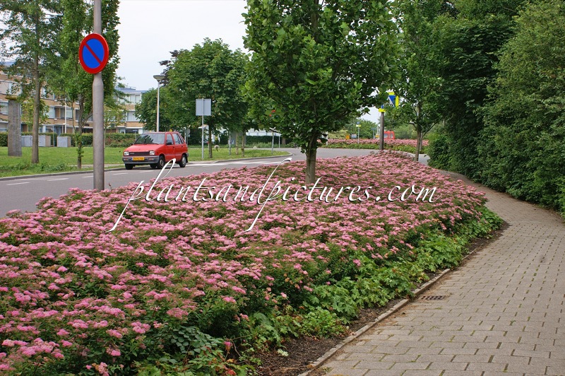 Spiraea japonica ‘Anthony Waterer’