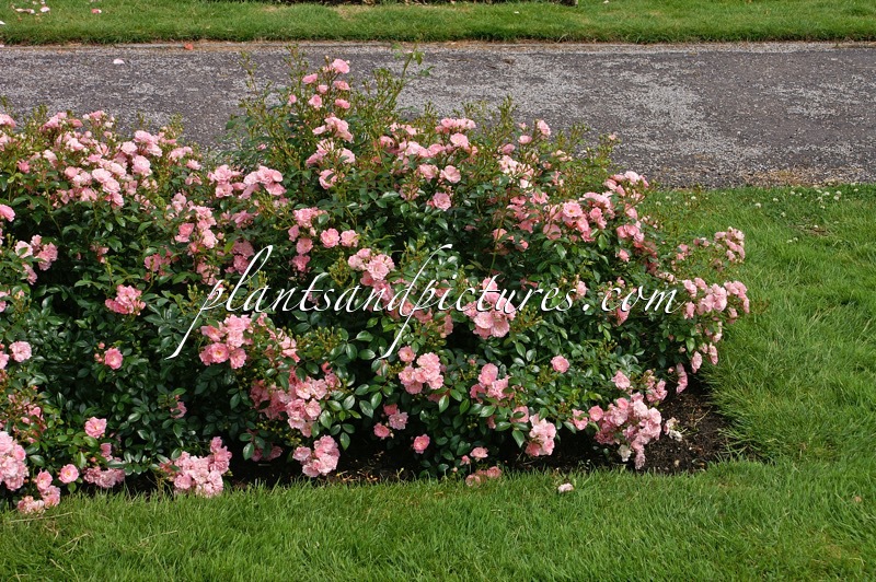 Rosa ‘The Fairy’