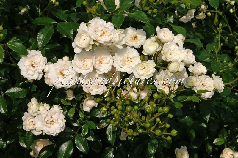 Rosa ‘Spekren’ (CRYSTAL FAIRY)