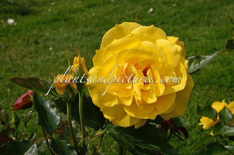 Rosa ‘Korresia’ (FRISIA)