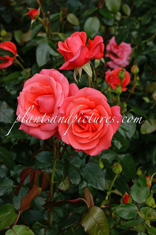 Rosa ‘Lenpac’ (FOCUS)