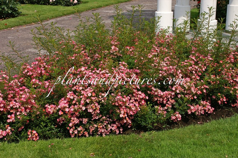 Rosa ‘Lenray’ (PINK SPRAY)