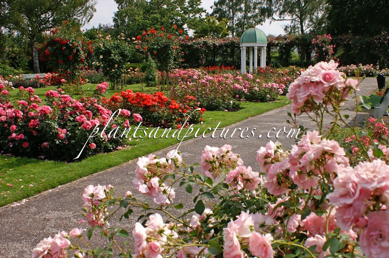 Rosarium Boskoop