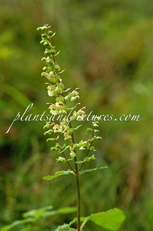 Teucrium scorodonia