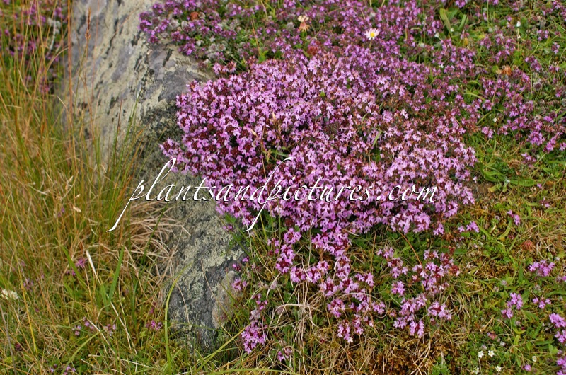 Thymus serpyllum