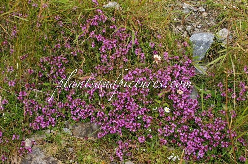 Thymus serpyllum
