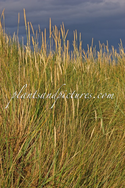 Ammophila arenaria