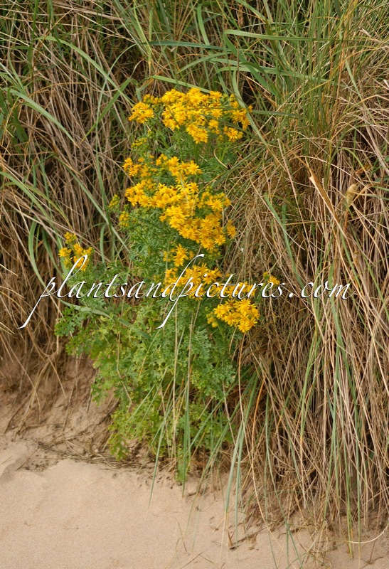Senecio vernalis