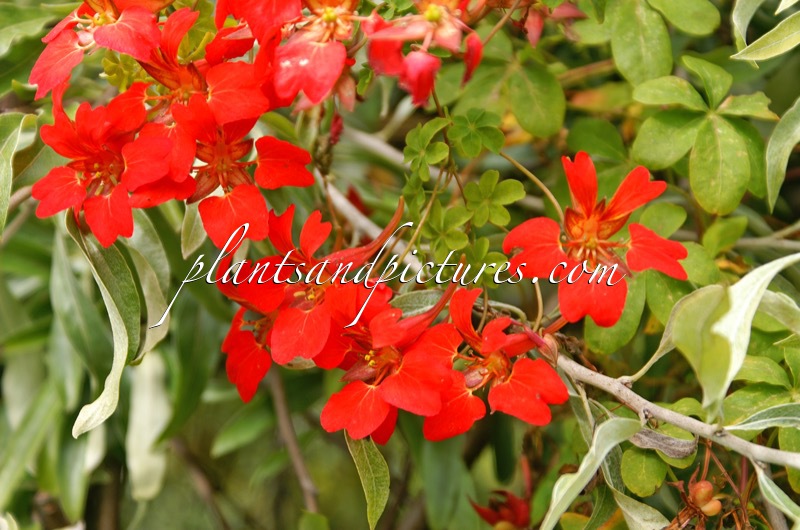 Tropaeolum speciosum