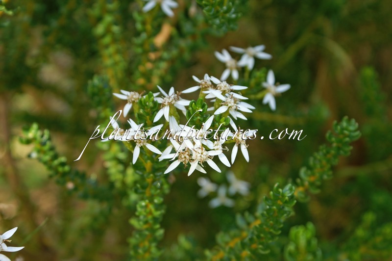 Olearia nummulariifolia
