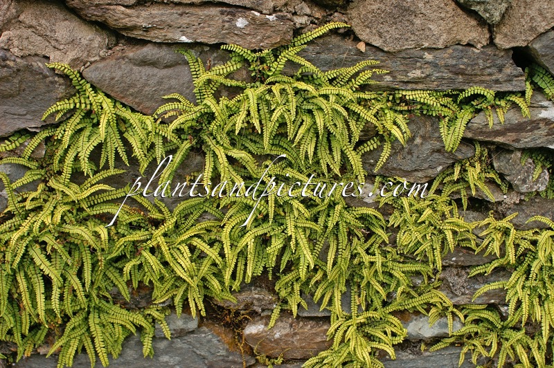 Asplenium trichomanes