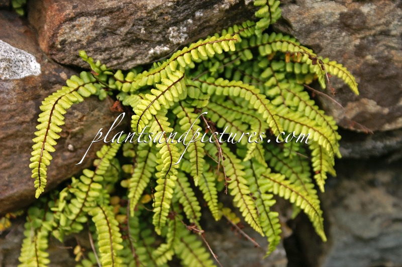 Asplenium trichomanes