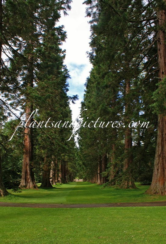 Sequoiadendron giganteum