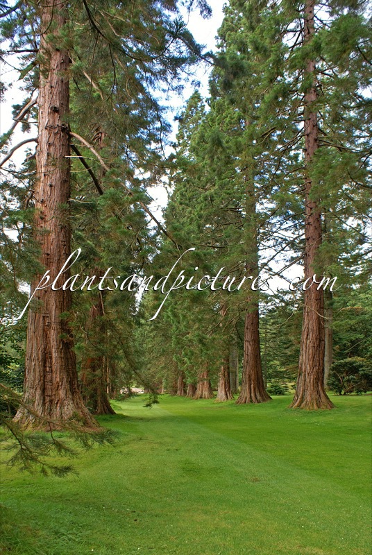 Sequoiadendron giganteum