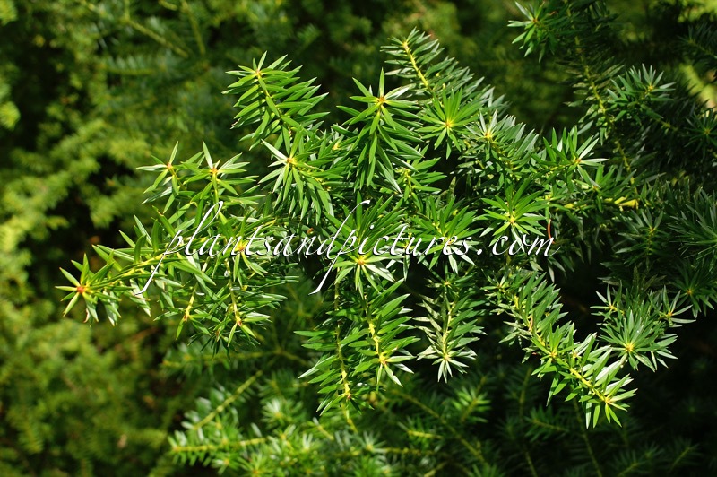 Podocarpus nubigenus