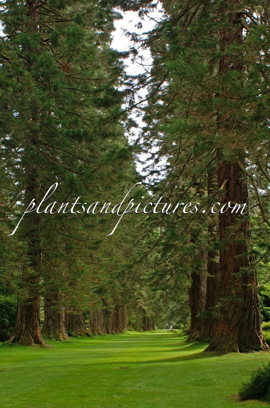 Sequoiadendron giganteum