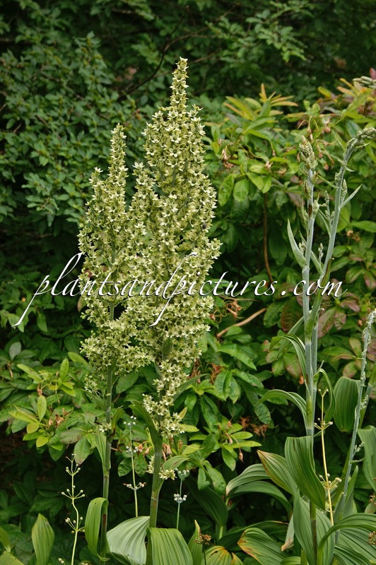 Veratrum californicum