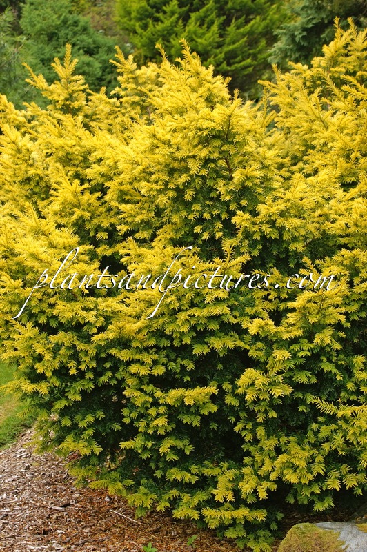 Taxus baccata ‘Dovastonii Aurea’